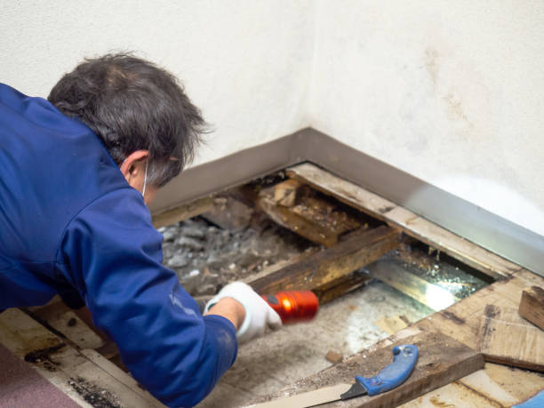 Best Office Mold Removal Services  in Iowa Park, TX