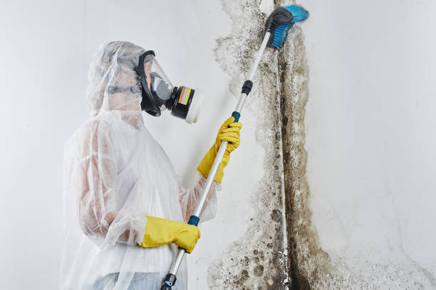 Best Residential Mold Removal  in Iowa Park, TX