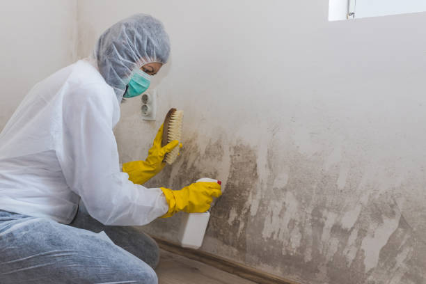 Best Certified Mold Removal  in Iowa Park, TX