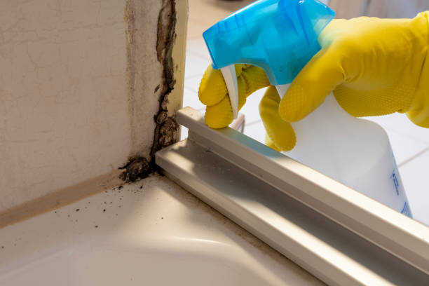 Best Toxic Mold Removal  in Iowa Park, TX